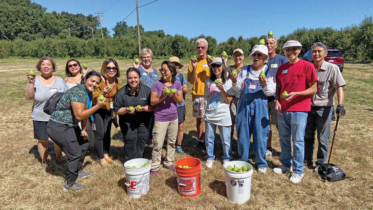 Pear Picking in Locke